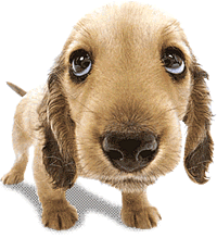 PPS2 Preppy Pet Moving Dog